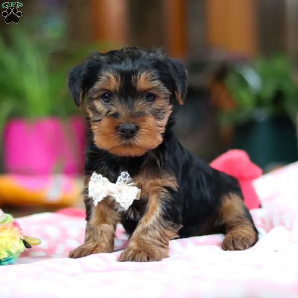 Noah, Yorkie Puppy